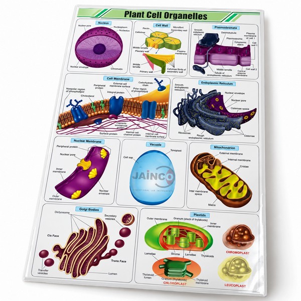 Plant Cell Organelles Chart